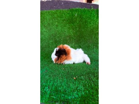 Sevimli guinea pigler