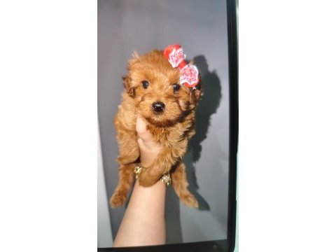 Kore poodle kızımız