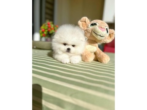 Orijinal pomeranian boo 2 dişi ve 2 erkek bebekler