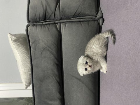 Scottish fold yavru kedilerimiz