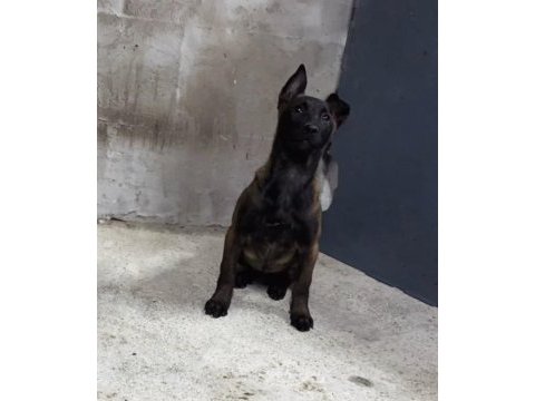Dişi belçika kurdu köpeği