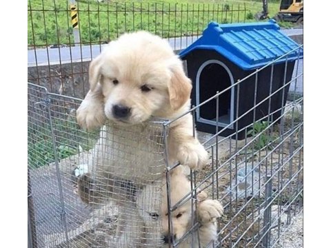 Şeker gibi golden retriever bebekler