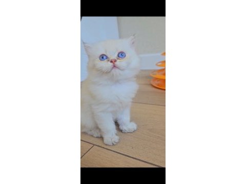 Yumuşacık british longhair bebeklerim