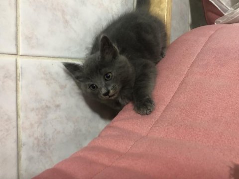 Russian blue yavru kedimiz