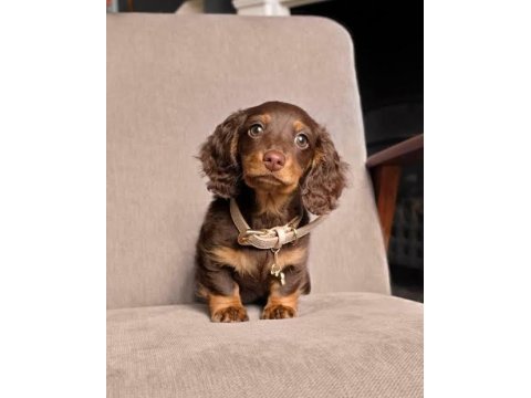Nadir çikolata-tan! ipeksi kürk uzun tüylü dachshund
