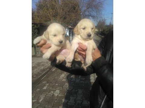 Golden retriever yavruları ücretsiz değildir