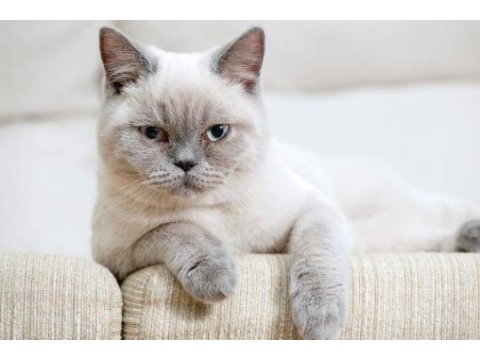 Çok uysal bütün aşıları yapılmış british shorthair