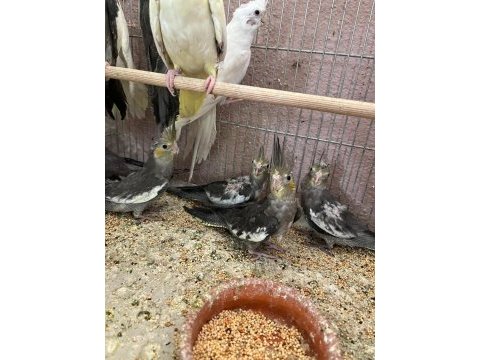 Sultan papağanları