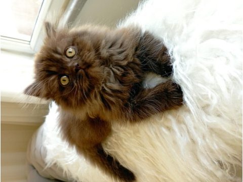 British longhair cinnamon