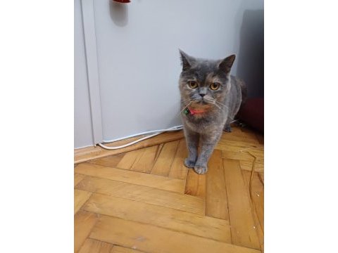 British shorthair kızımızı sahiplendirmek istiyoruz