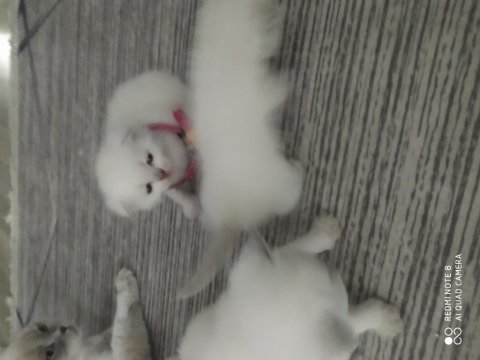 Blue point scottish fold