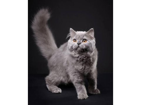 British longhair küçük yavrularımız