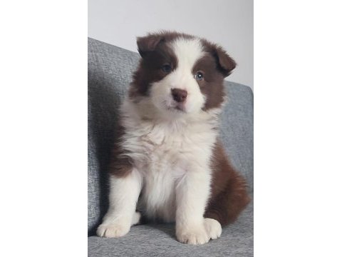 Sağlıklı safkan border collie yavru köpekler
