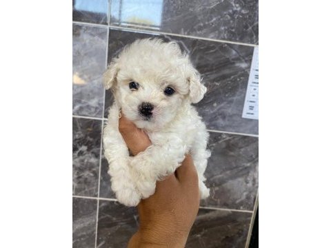 Orjinal kar beyaz bichon frise yavrular 