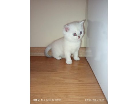 Golden point dişi ve erkek british shorthair kardeşler