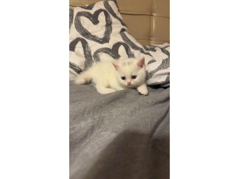 Son yavru british shorthair