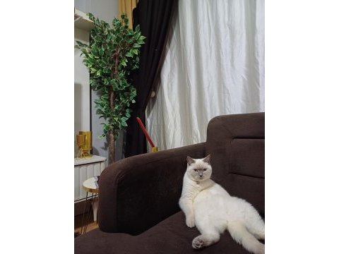 British shorthair kızımız şekeri sahiplendirmek istiyoruz