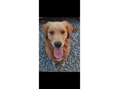 Golden retriever