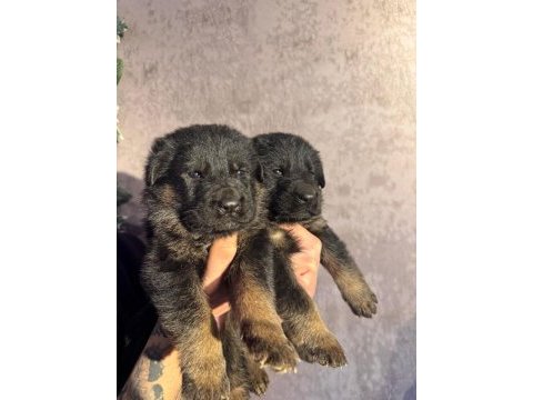 Ruhsatlı çiftlikten a kalite alman çoban köpeği