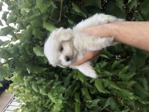 Son kalan birinci sınıf maltese terrier yavrumuz