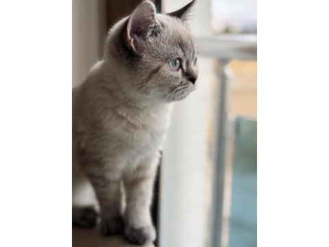 1 yaşında erkek british shorthair