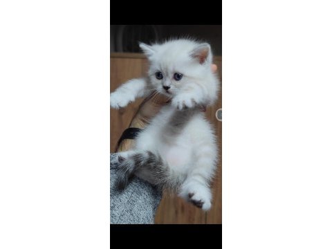 British shorthair kedisi