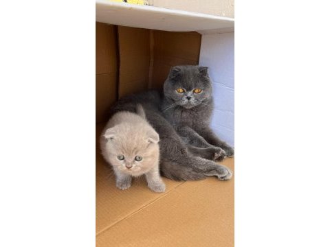 Scottish fold yavru kedimiz