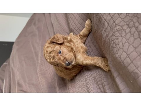 0-2 ay orjinal red brown toy poodle erkek yavru