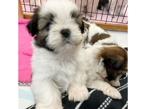 Irk garantili shih tzu yavruları