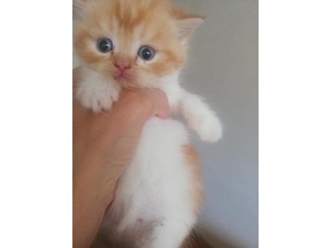 Exotic shorthair yavrular verilmeye hazır