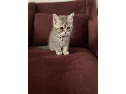 1,5 aylık 1 erkek ve 1 dişi british shorthair yavru