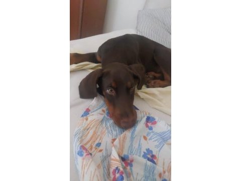 Nadir bulunan kızıl kahve yavru doberman kızımız