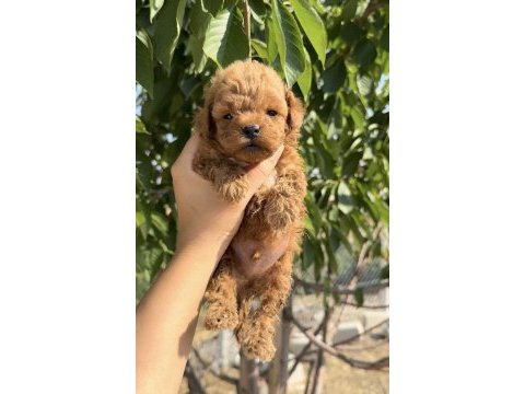 Toy poodle köpeğimiz