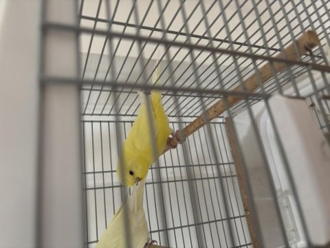 Lutino yavru muhabbet kuşu