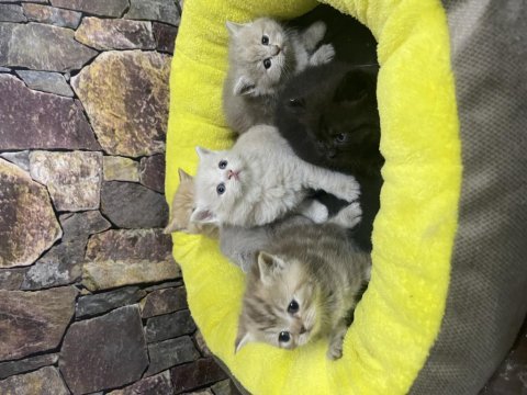 Yeterince anne sütü almış tuvalet eğitimli kediler