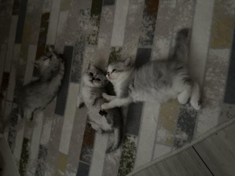 Munchkin yavru