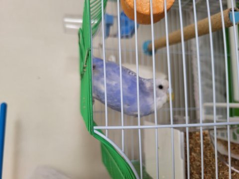 5 aylık alışkın dişi muhabbet kuşu