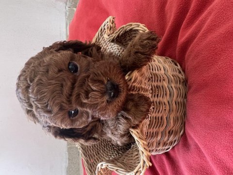 Toy poodle bebeklerimiz ev ortamında büyüyor