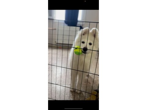 Safkan samoyed