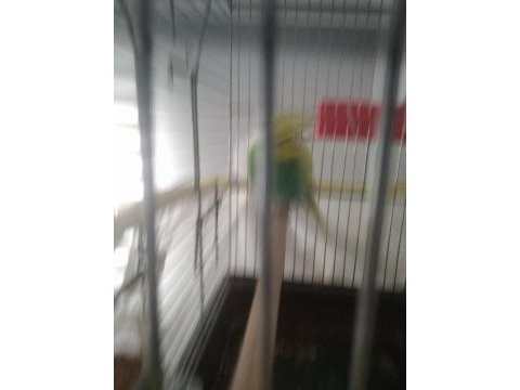Erkek muhabbet kuşu