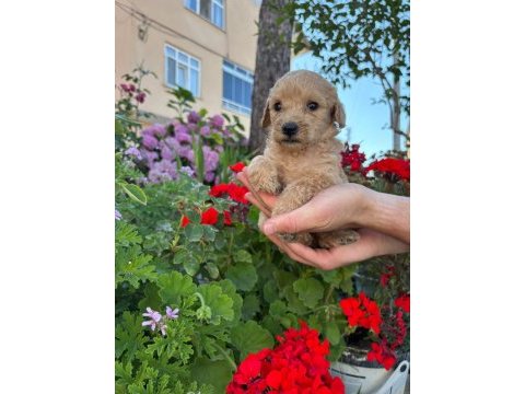 Maltipoo miniklerimiz