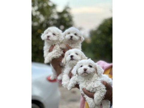 Maltese yavruları