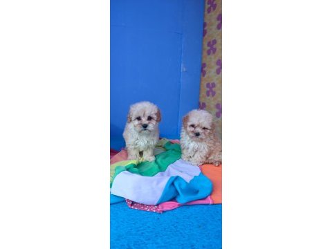 İnanılmaz güzellikte maltipoo yavrular