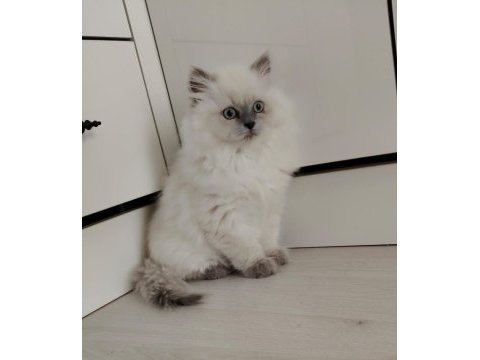Dişi ve erkek british longhair mevcuttur