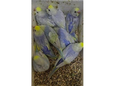Ele alıştırmalık konuşturmalık rainbow muhabbet kuşlar