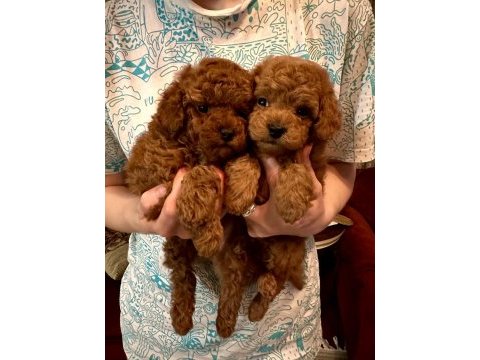 Muhteşem toy poodle