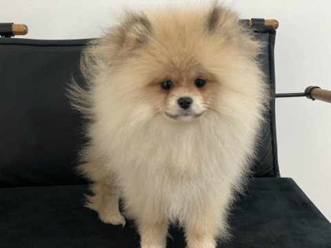 Show kalite tea cup pomeranian yavrularımız