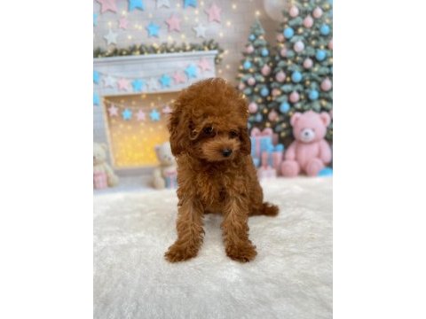 Yetişkin dişi poodle