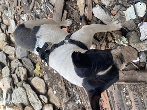 French bulldog köpeğimiz 1 yaşında