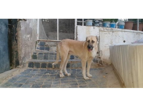 Türk çoban köpeği 2 yaşında kangal köpeği